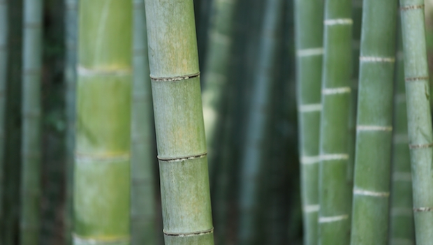 Bambus und das Nicht-wissen-wollen