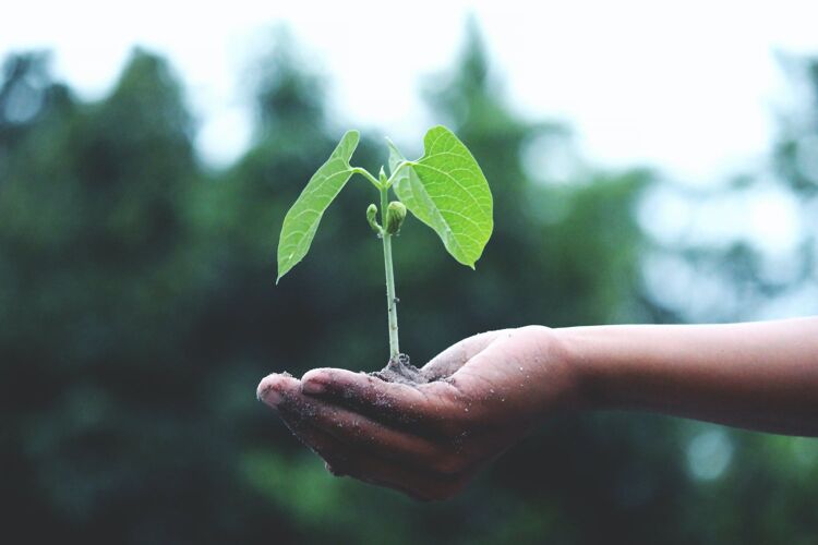 Cómo detectar el lavado verde