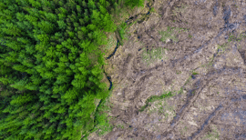 Regulation guidance: deforestation and EUDR