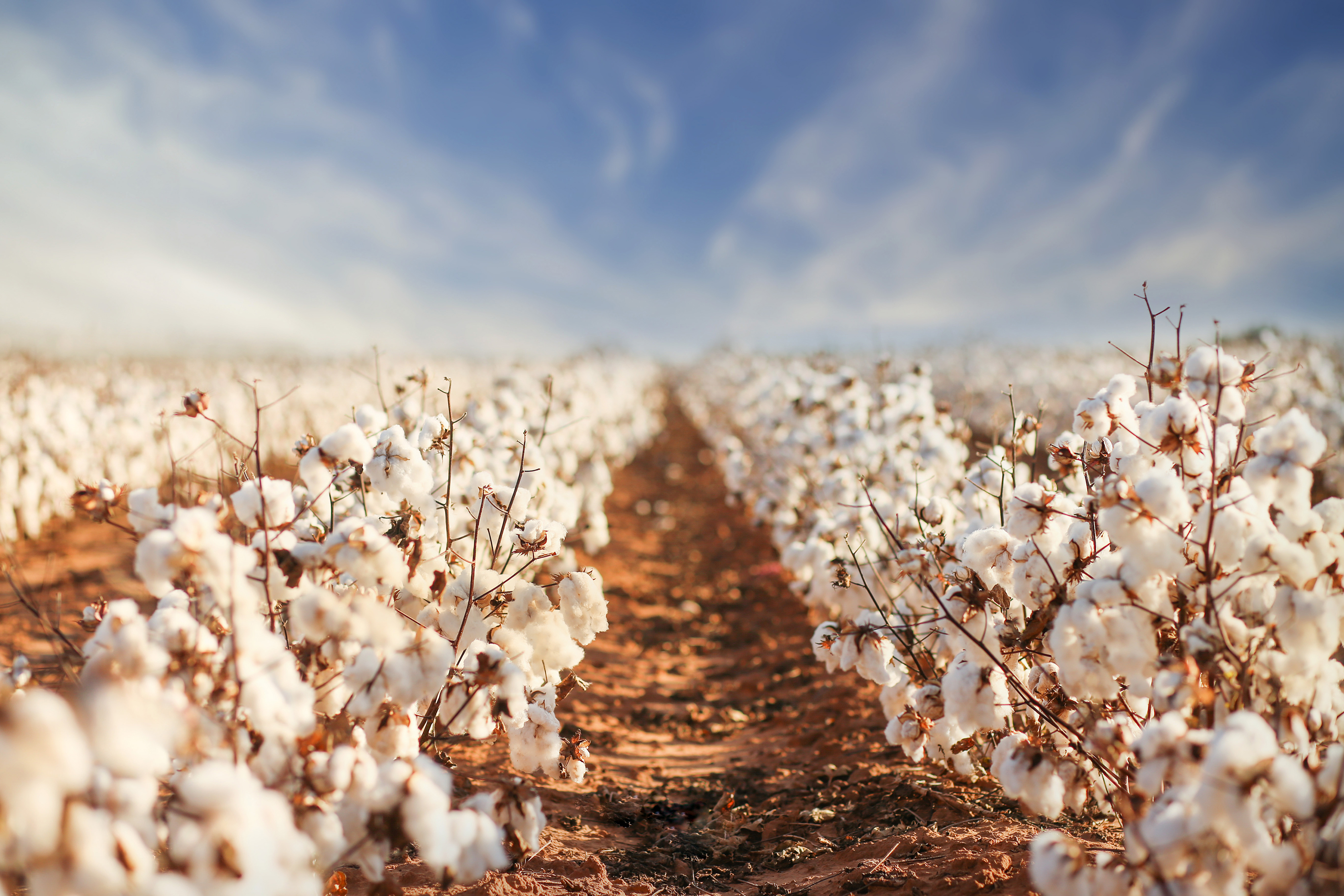 The Importance of Cotton Fabric Sourcing and Preparation for Digital Textile Printing